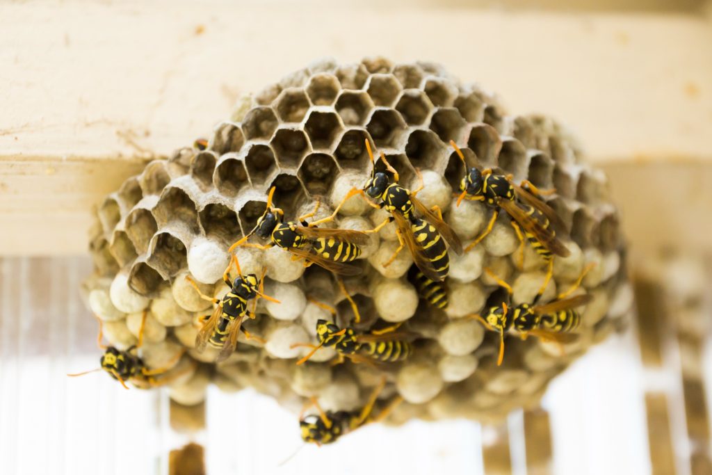 wasp life cycle australia