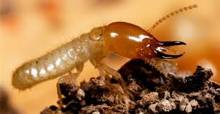 Termites