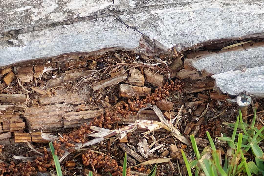 termite-damage-at-home