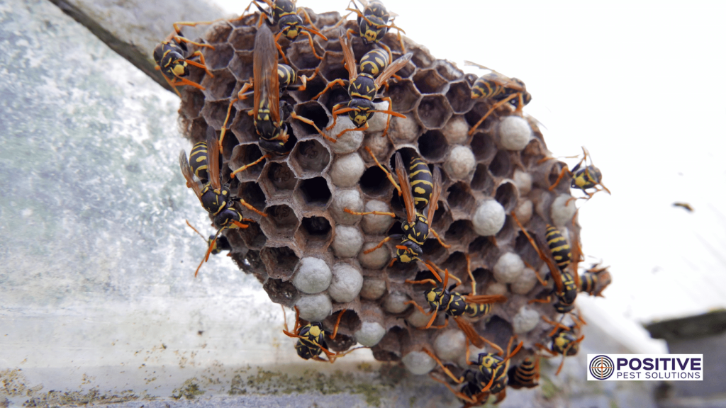 Wasp Nest Removal in Summer for Melbourne Homes