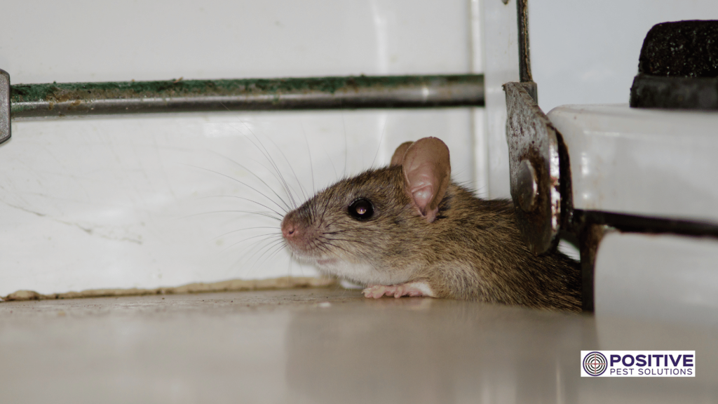 Rodent Control Services in Melbourne